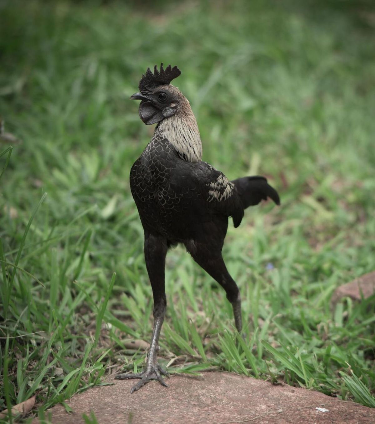 An adorable black Modern Game rooster wandering in a backyard.