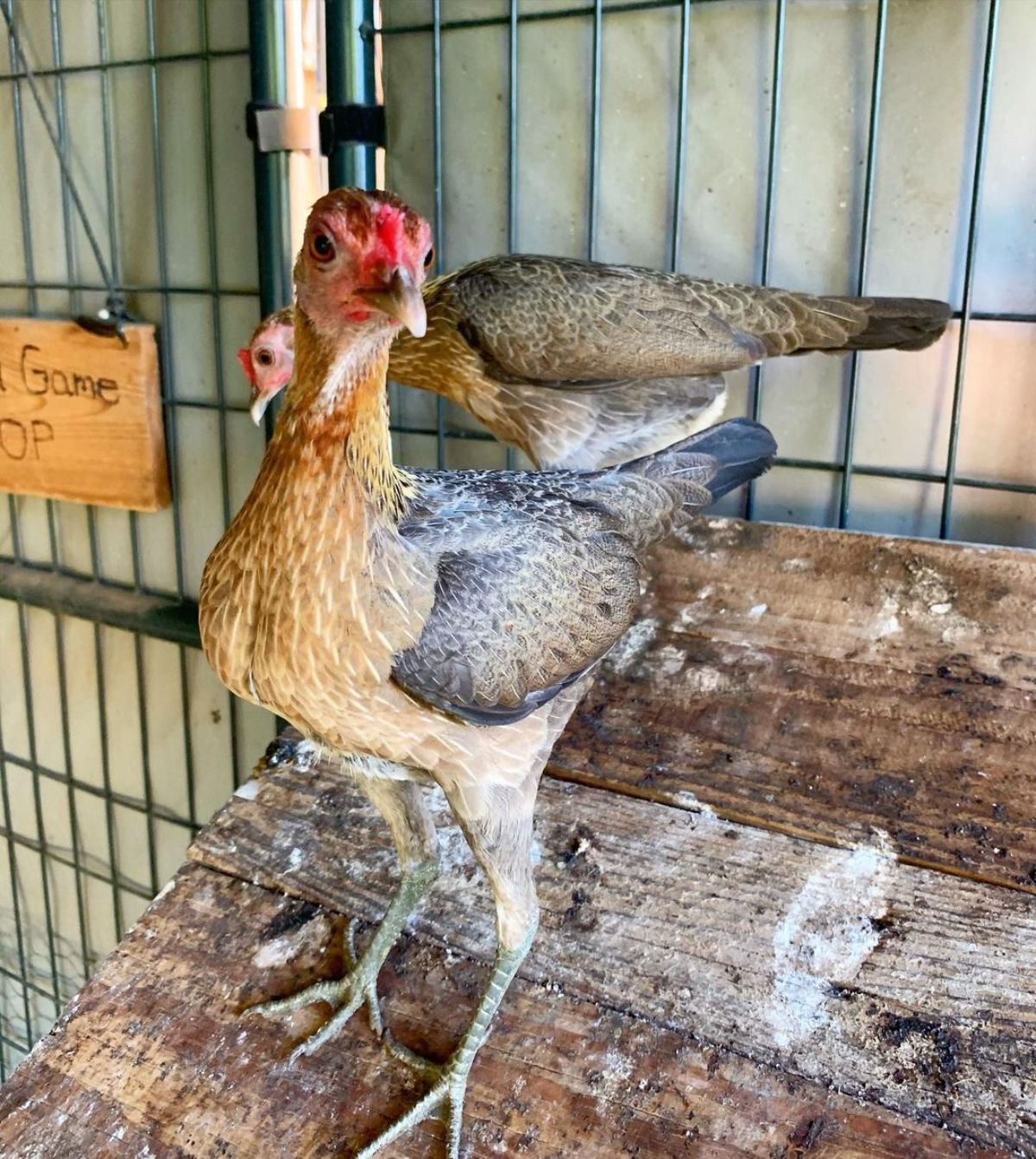 Two adorable Modern Game hens in a chicken coop.
