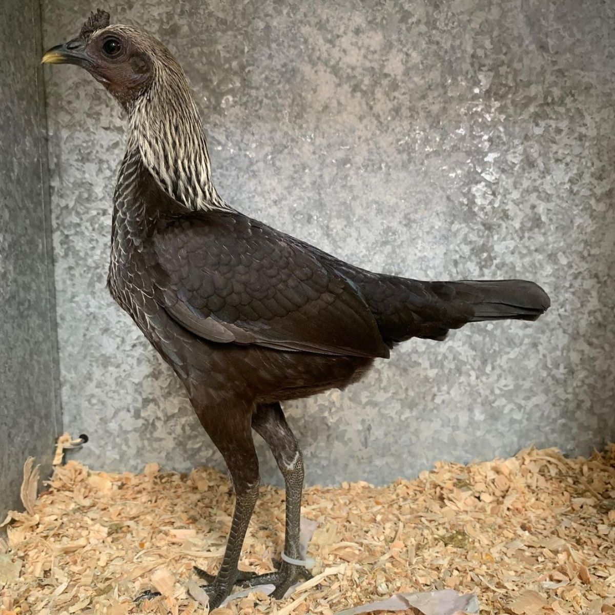 An adorable black Modern Game hen in a chicken coop.