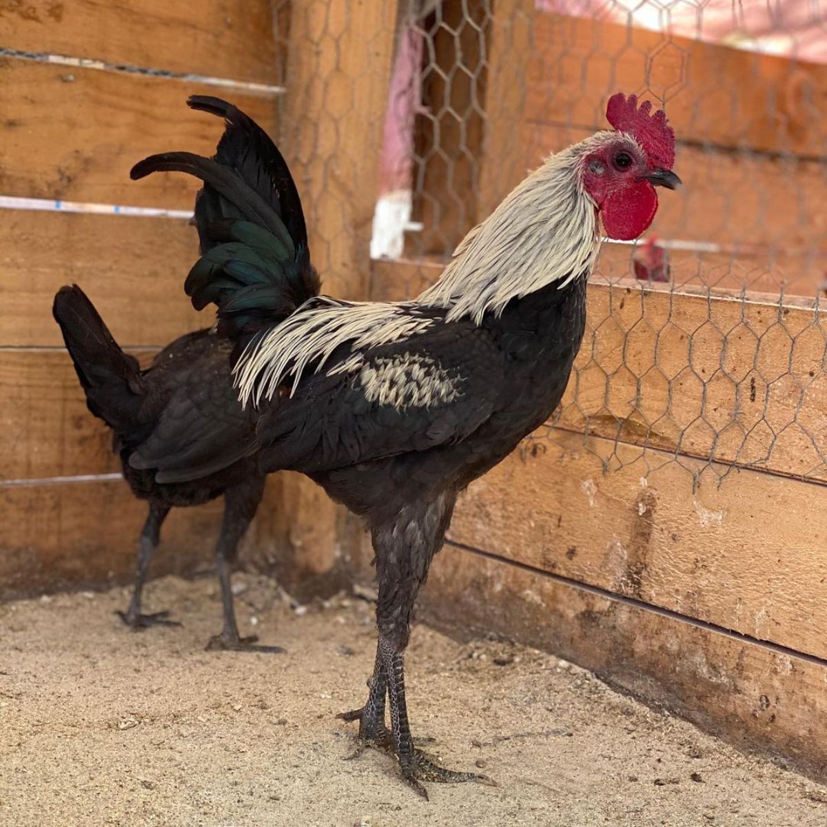 An adorable duckwing Modern Game rooster and hen in a chicken coop.