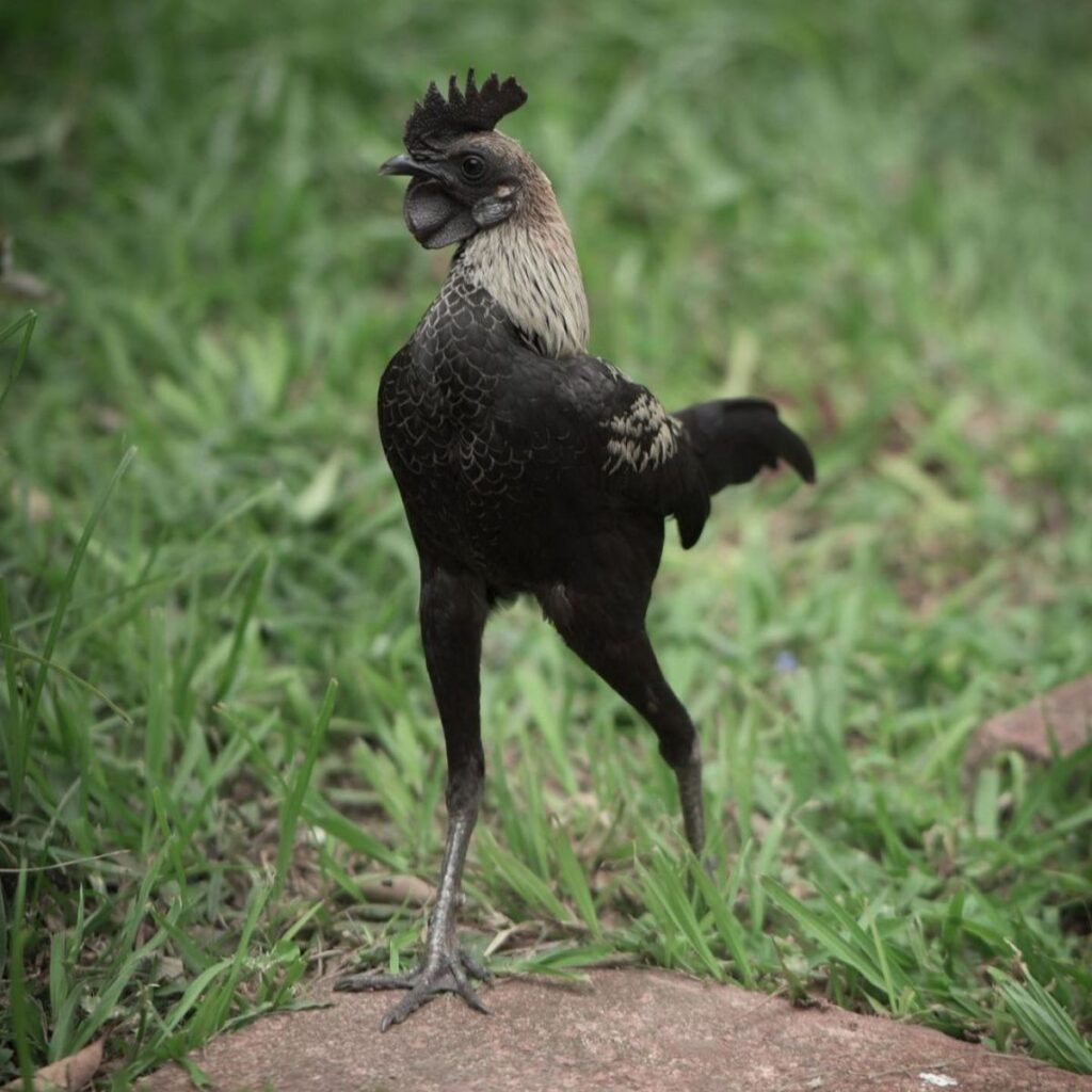 Whiting True Blue Chicken Breed Info - Chicken & Chicks Info