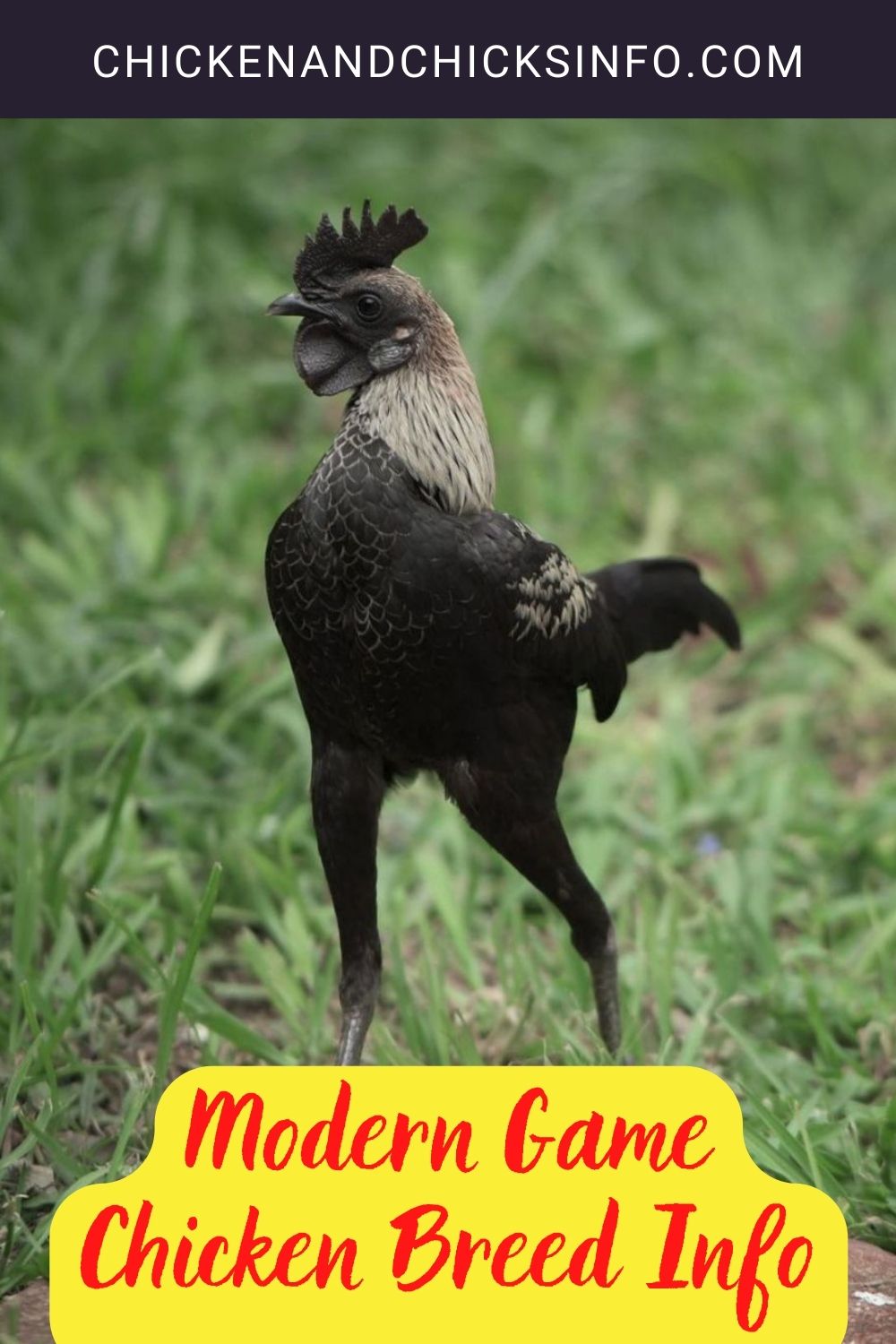 Modern Game Chicken Breed Info pinterest image.