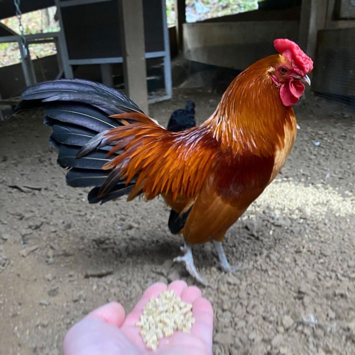 A beautiful black-tailed Nankin rooster in a chicken coop.