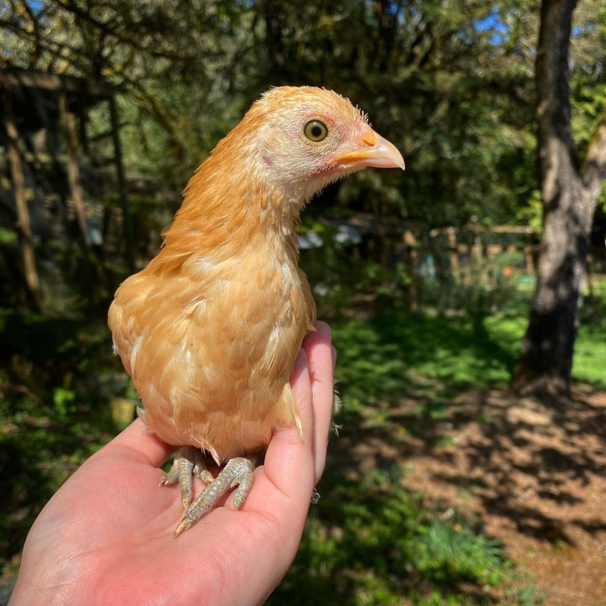 An adorable Nankin pullet perched on the owner's hand.