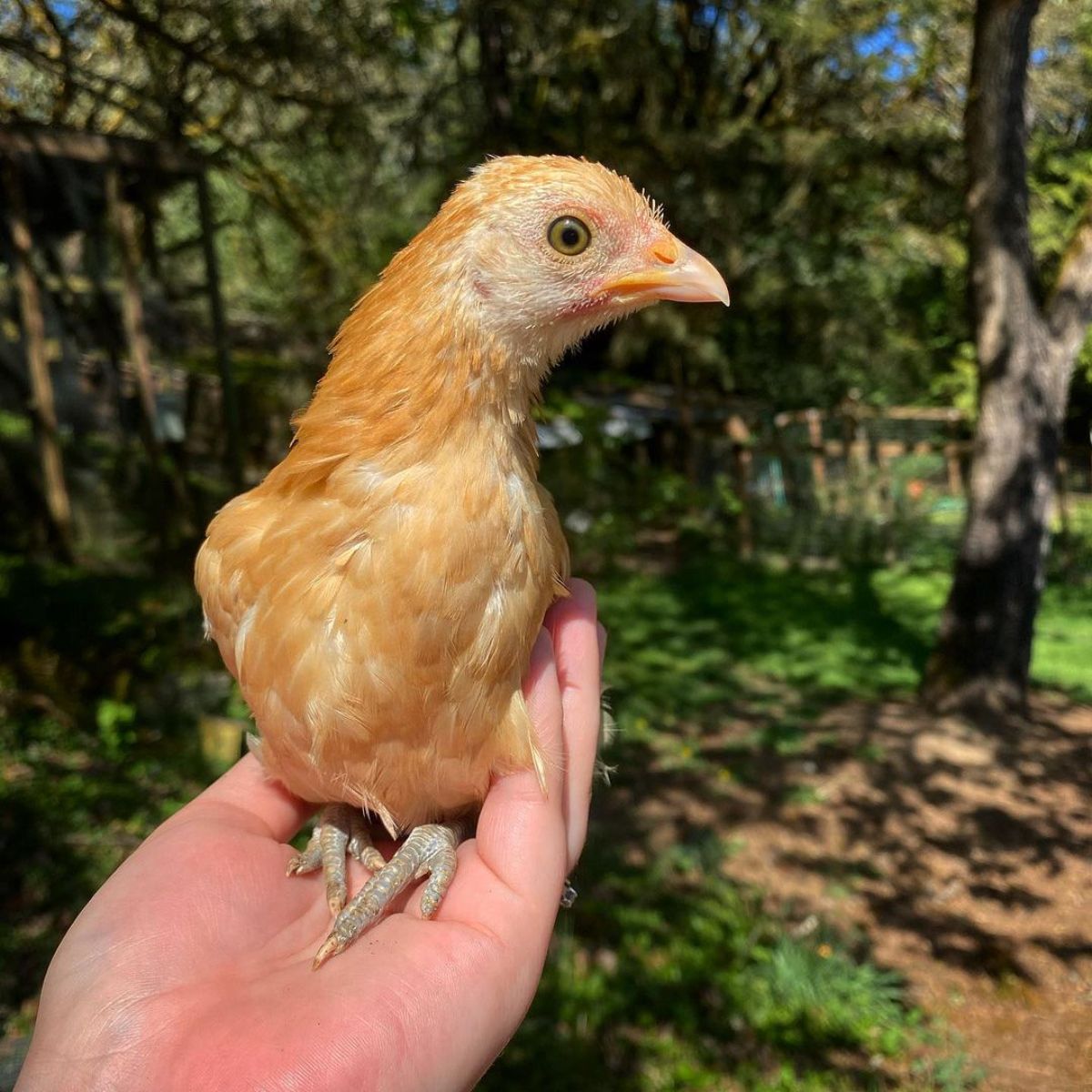 Nankin Chicken Breed Info Chicken And Chicks Info 