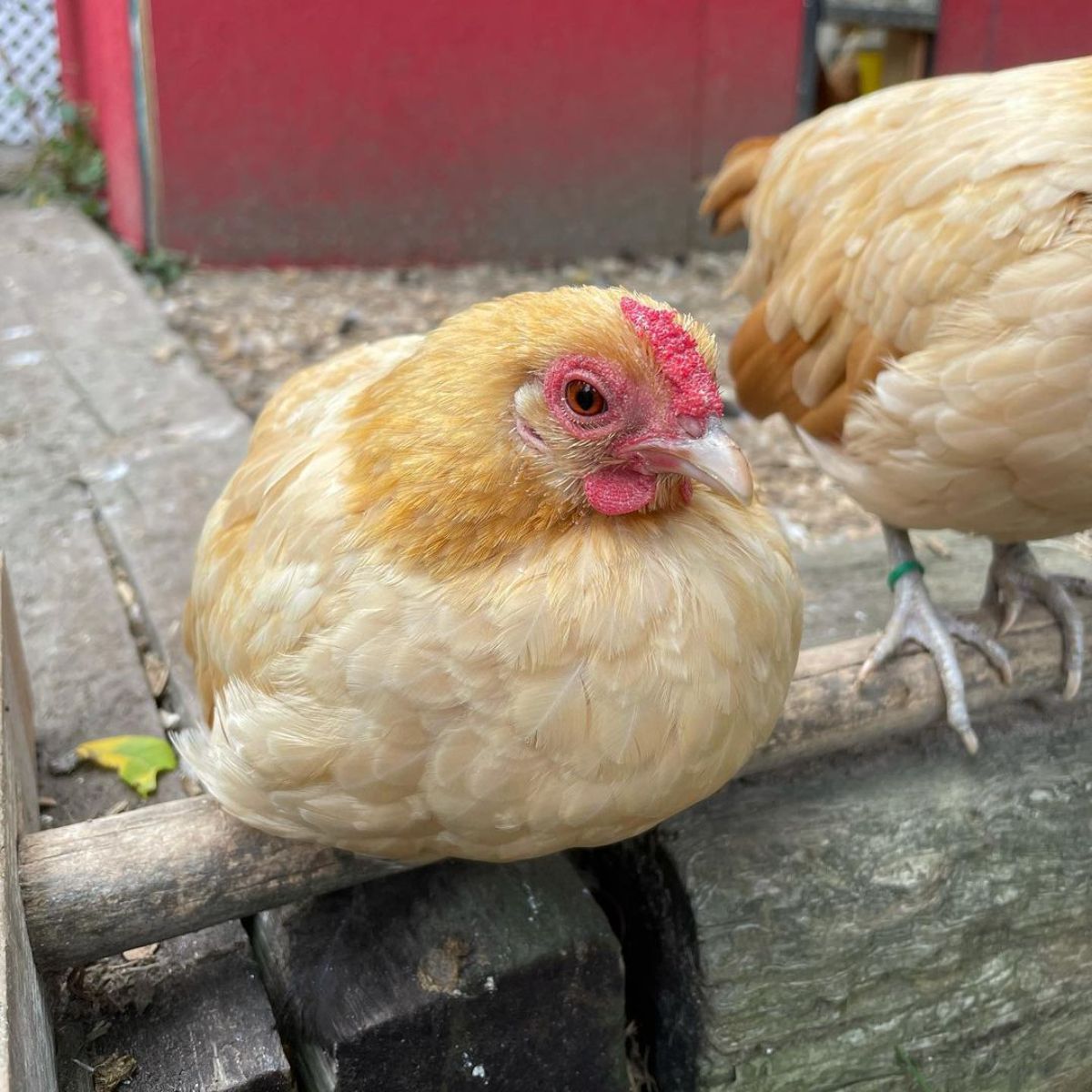 Adorable light-brown Nankin hen perched on a wooden bar.