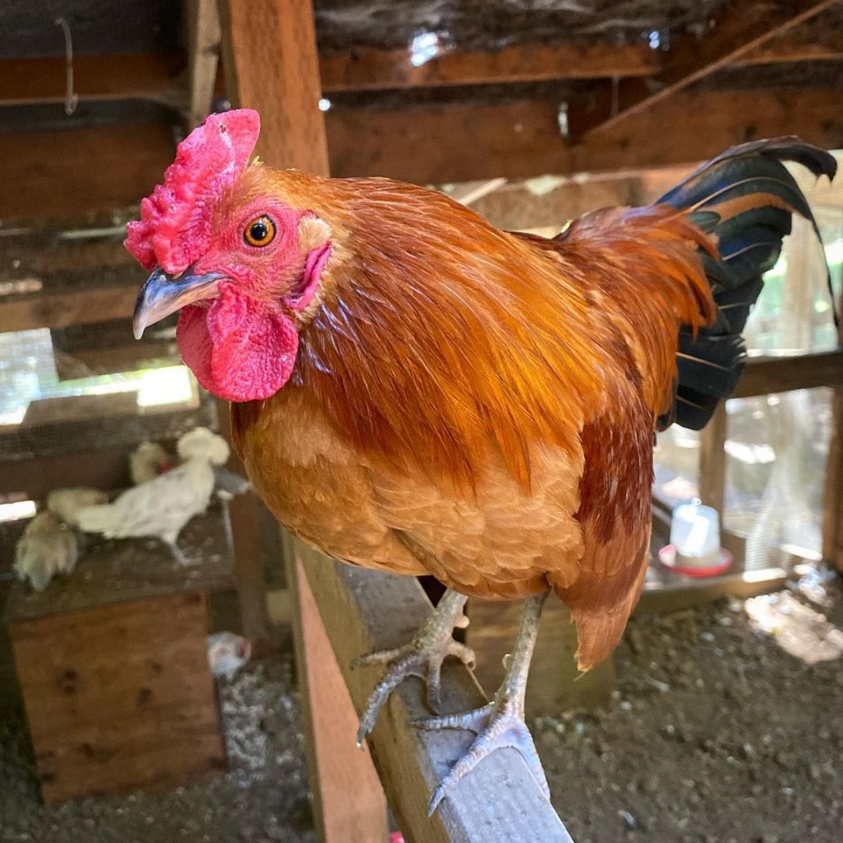 Adorable Nankin rooster perched on a wooden board in a chicken coop.
