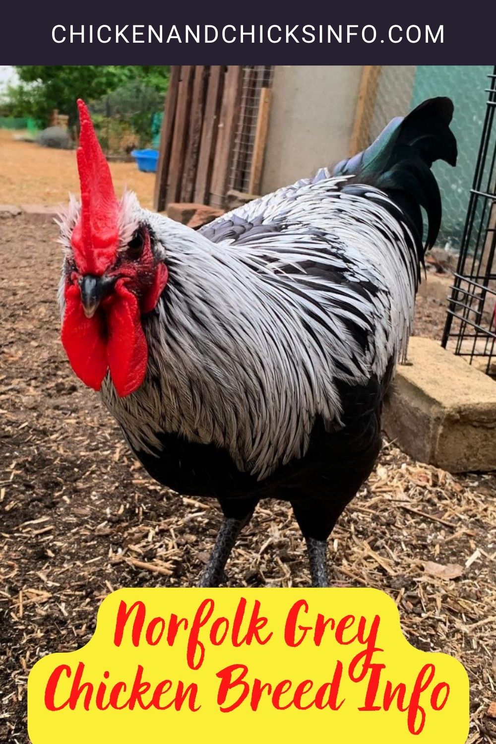 Norfolk Grey Chicken Breed Info pinterest image.