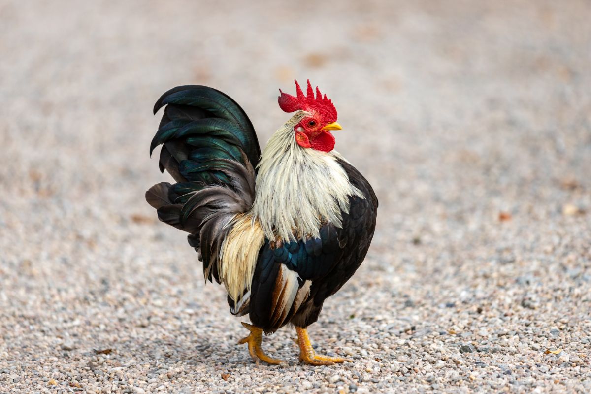 An adorable Old English Game rooster standing on the ground. 