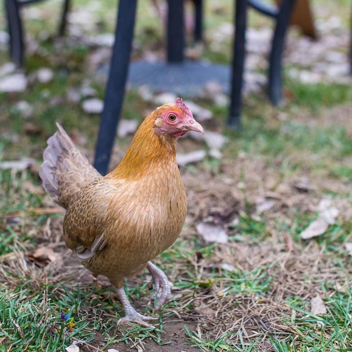 An adorable brown Old English Game hen in a backyard.