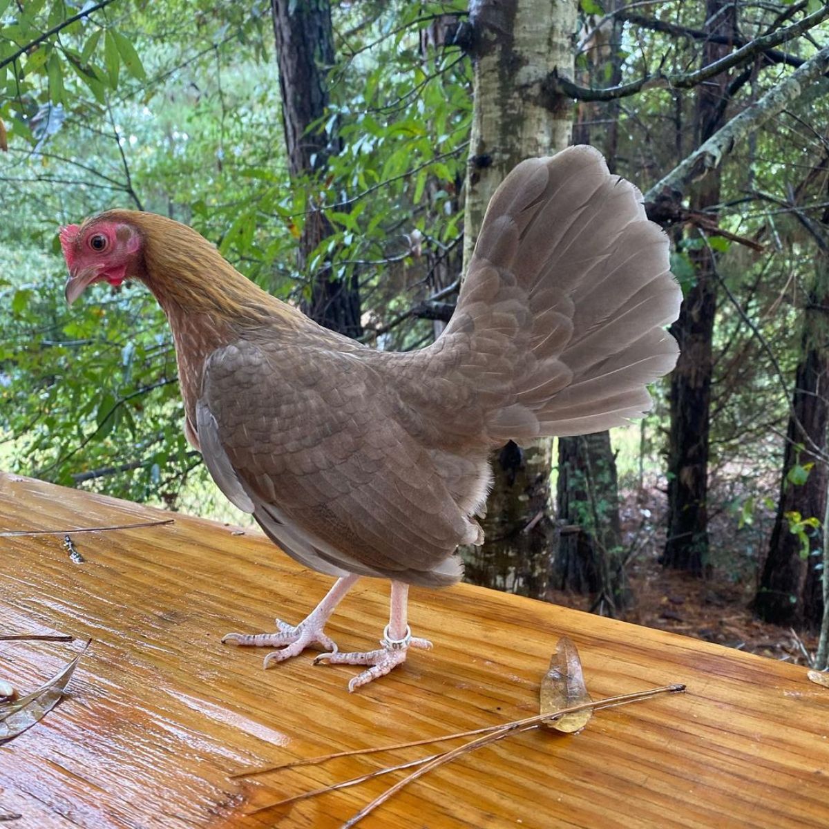 An adorable Old English Game hen standing on a wooden board.