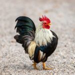 An adorable Old English Game rooster standing on the ground.