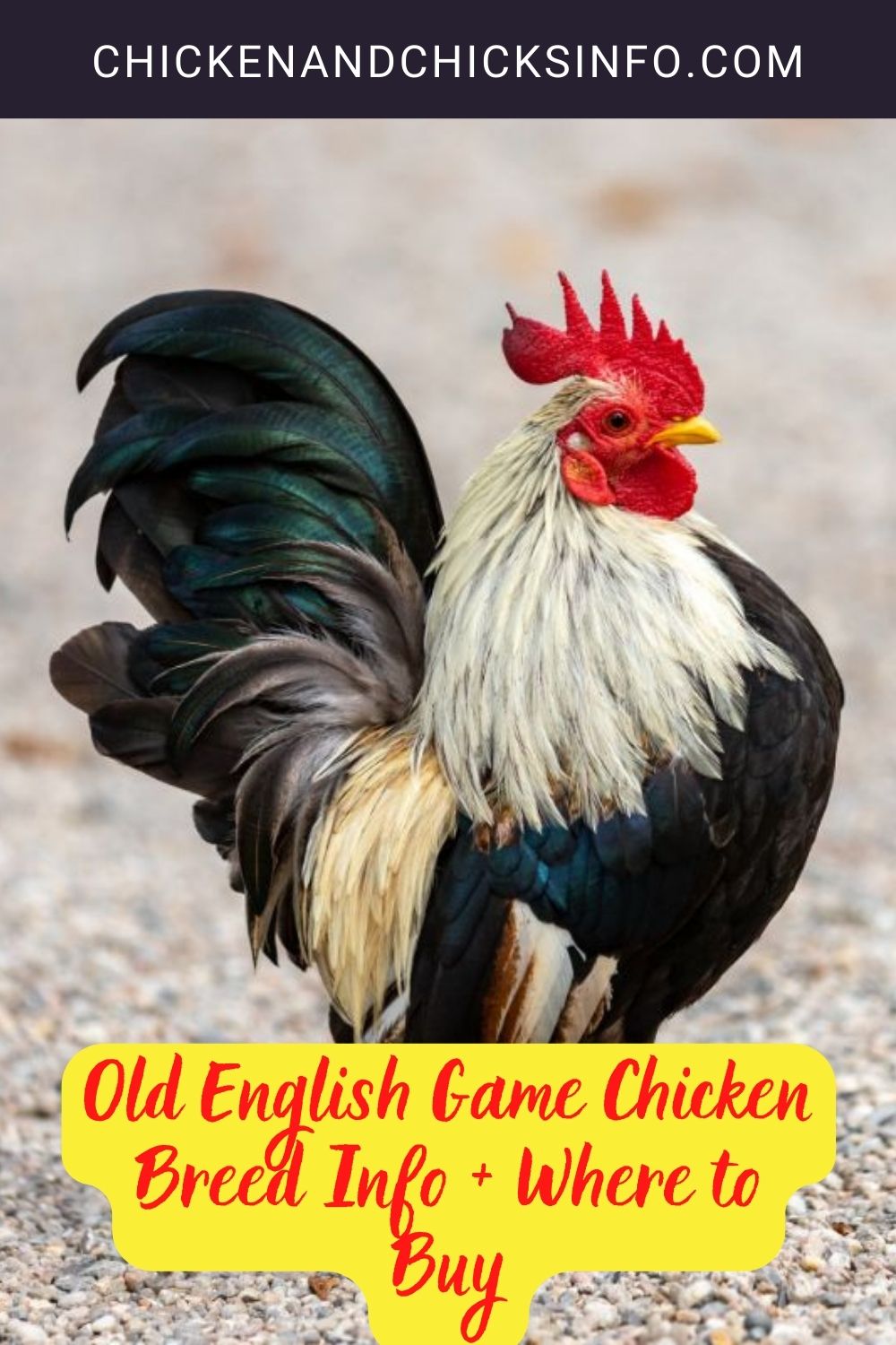 Old English Game Chicken Breed Info + Where to Buy pinterest image.
