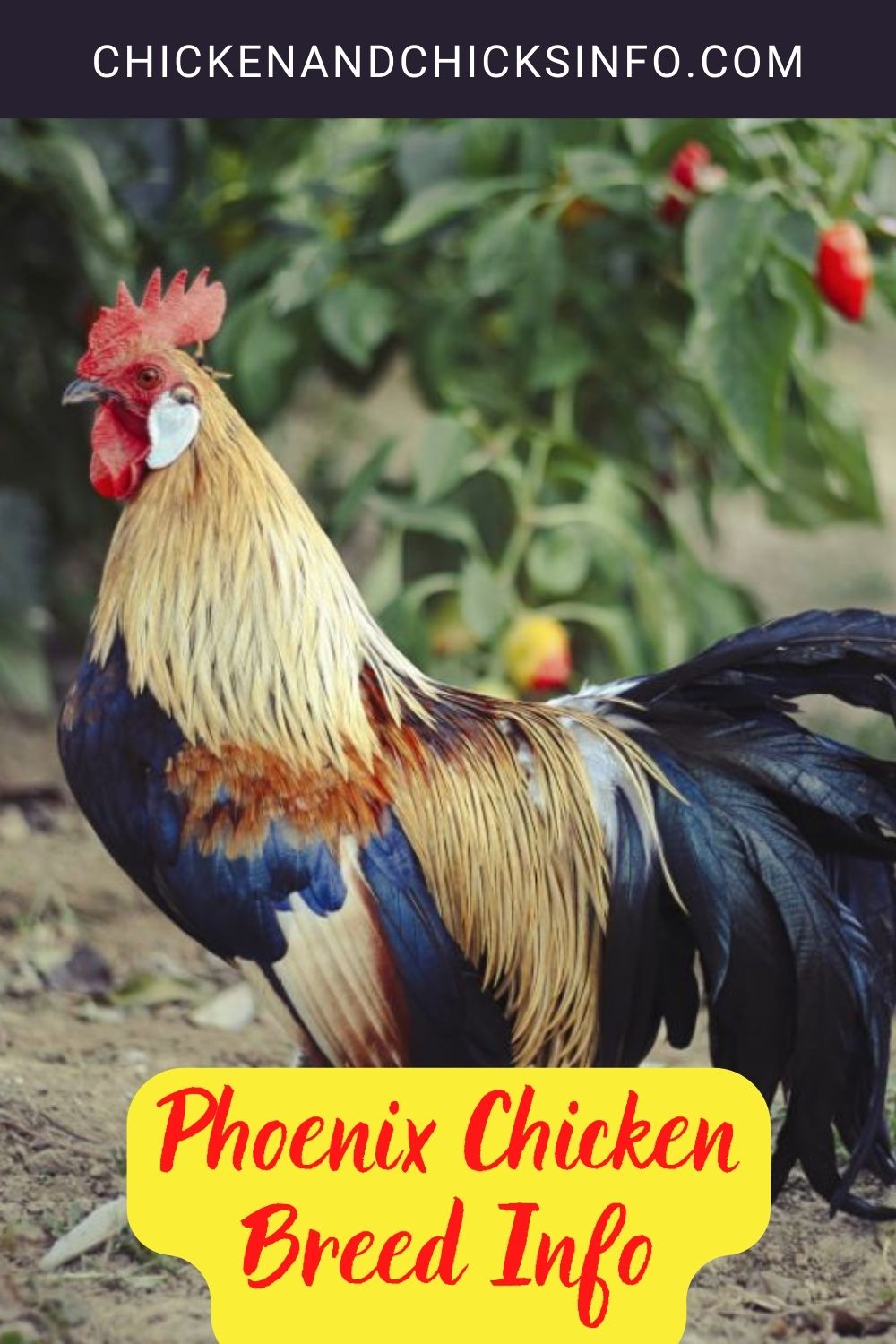 Phoenix Chicken Breed Info + Where to Buy pinterest image.