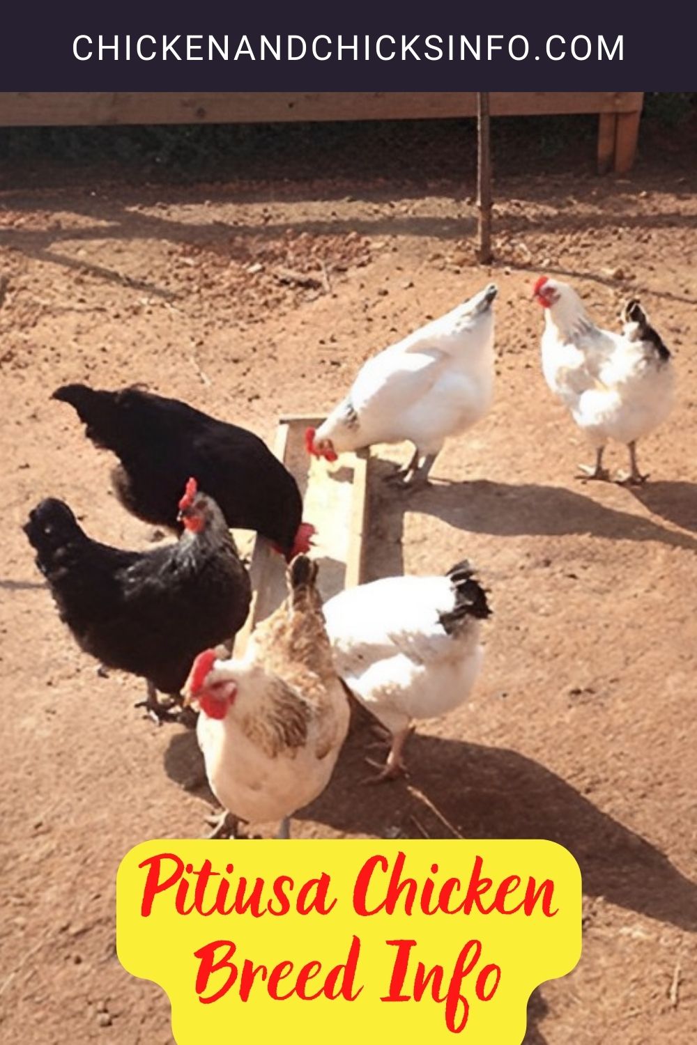 Pitiusa Chicken Breed Info pinterest image.