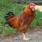 An adorable brown Poltava rooster standing on a backyard pavement.