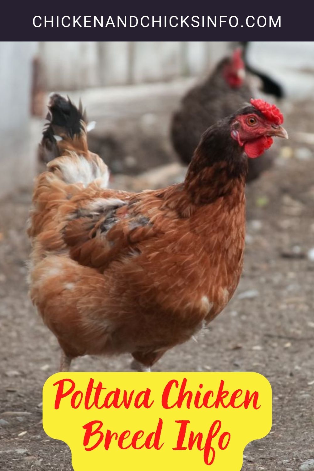 Poltava Chicken Breed Info pinterest image.