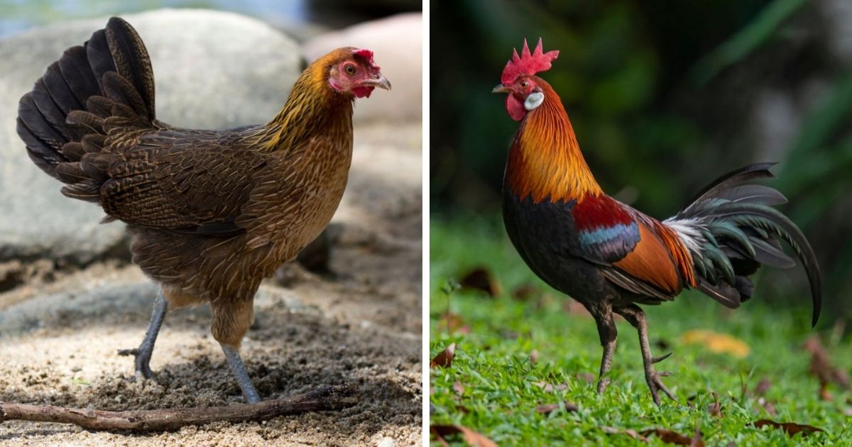 Red Jungle Fowl Chicken Breed Info + Where to Buy - Chicken & Chicks Info