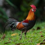 A beautiful Red Jungle Fowl rooster stands on a green pasture.