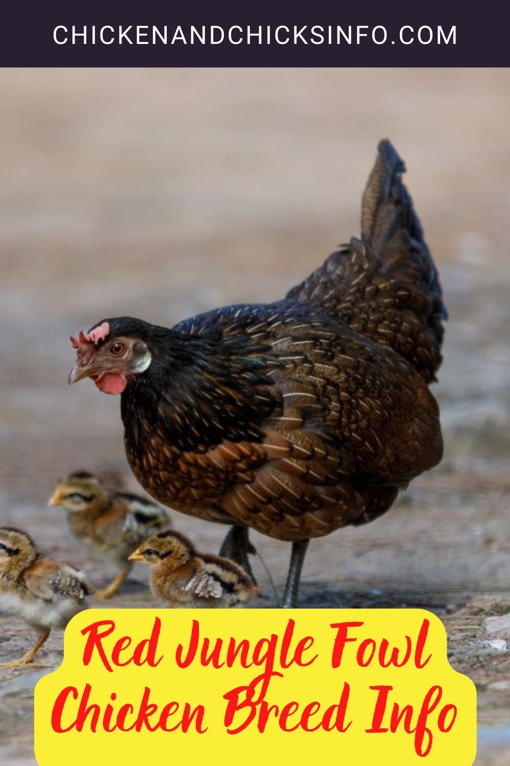 Red Jungle Fowl Chicken Breed Info pinterest image.