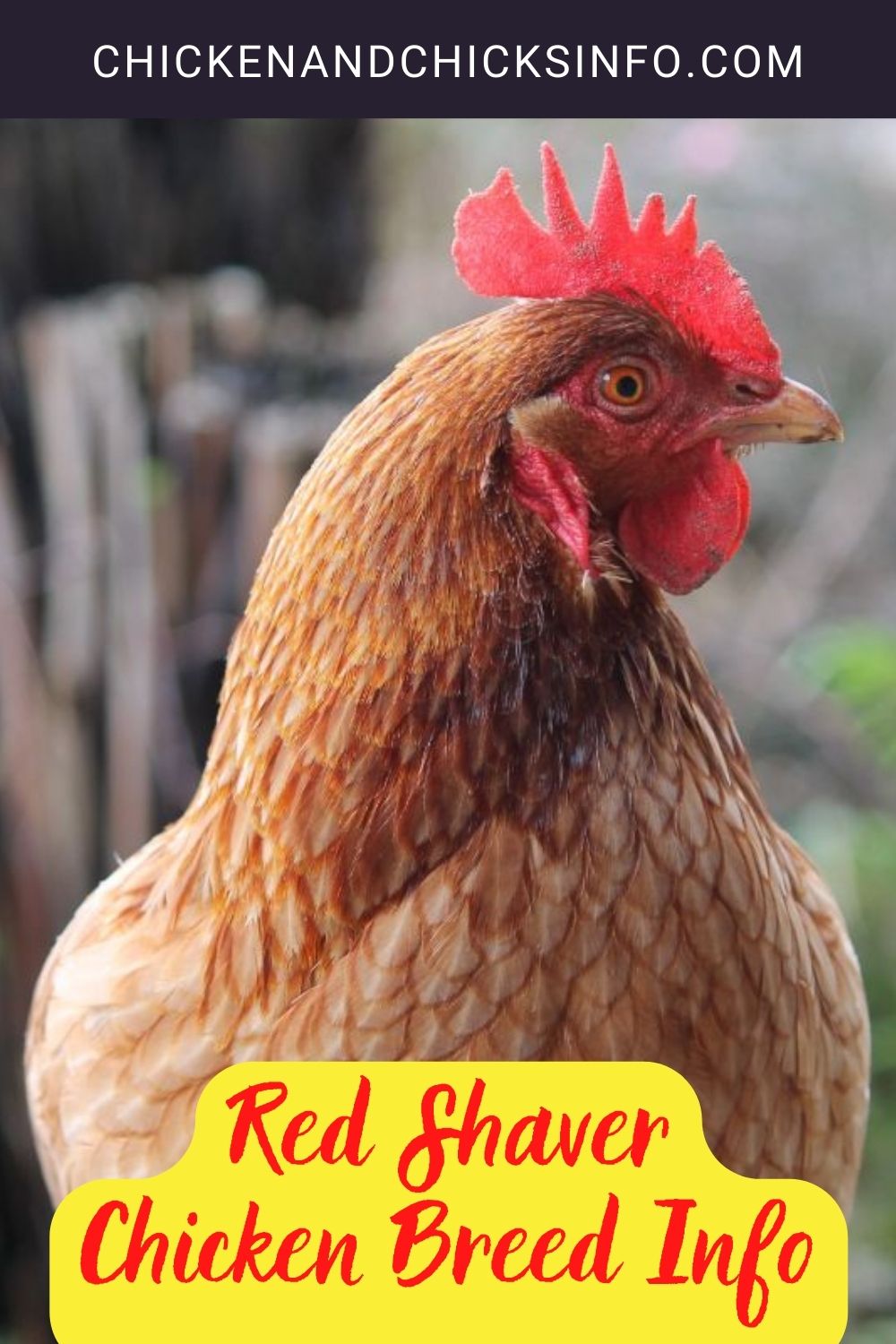 Red Shaver Chicken Breed Info pinterest image.