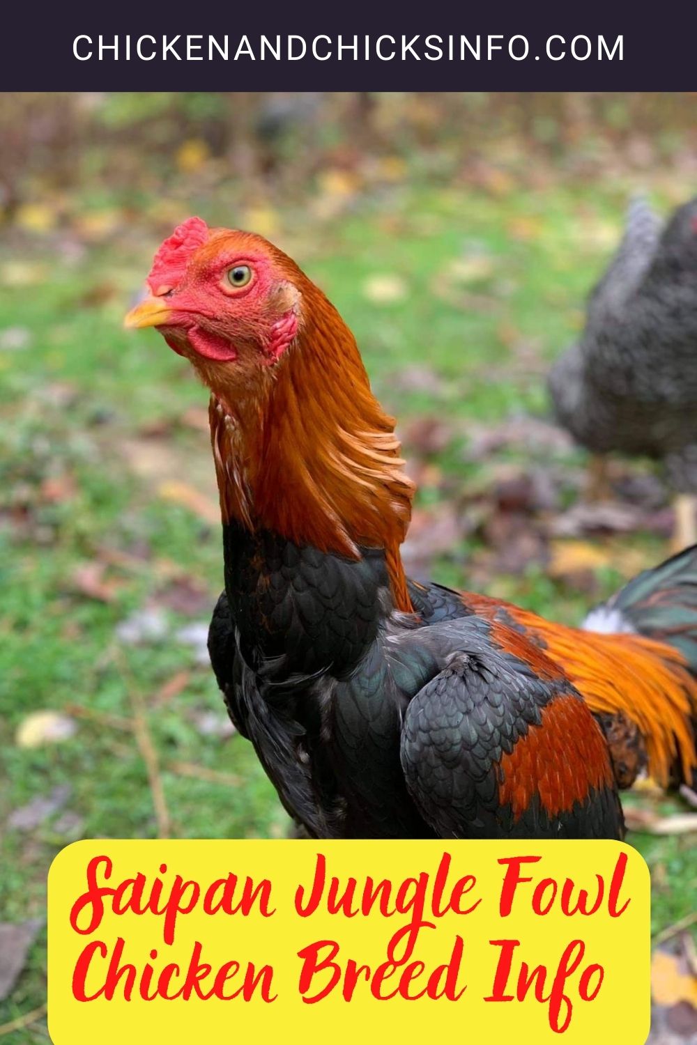 Saipan Jungle Fowl Chicken Breed Info + Where to Buy pinterest image.
