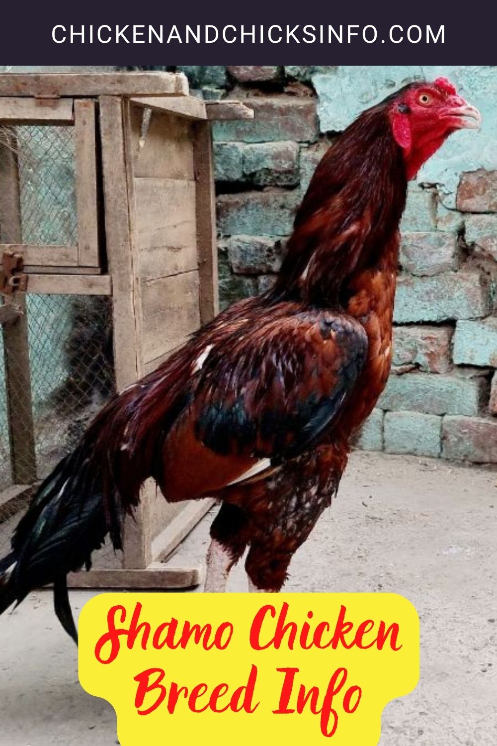 Shamo Chicken Breed Info pinterest image.