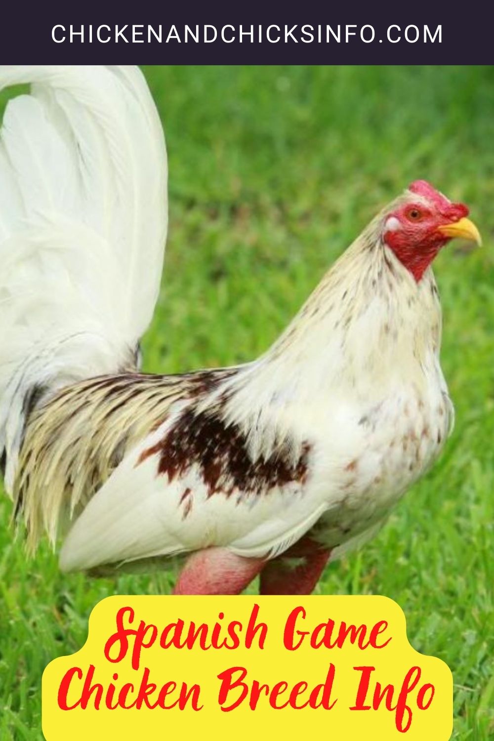 A white Spanish Game rooster standing on green grass. pitnerest image.
