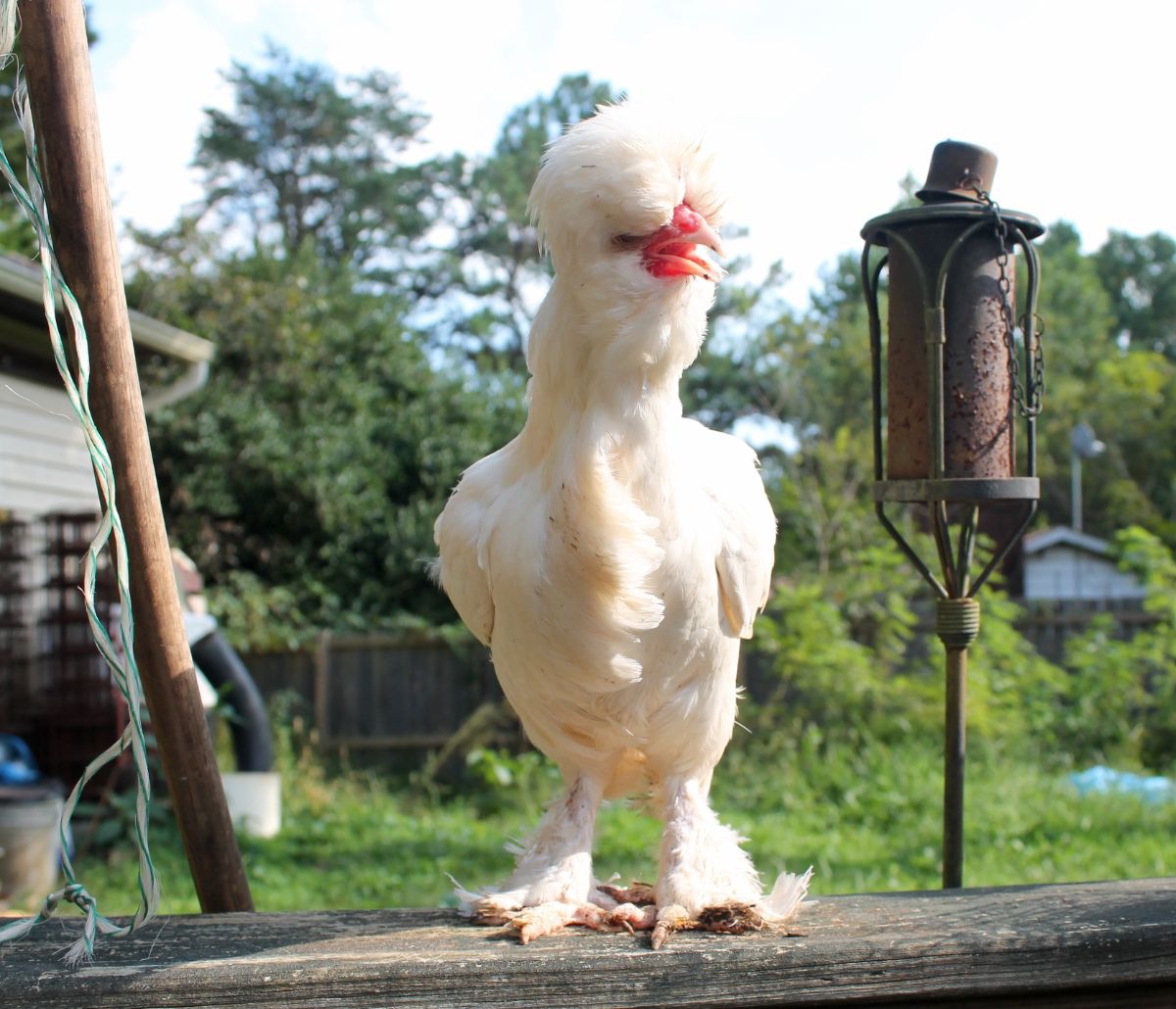 An adorable white Sultan Chicken perched on a wooden board.