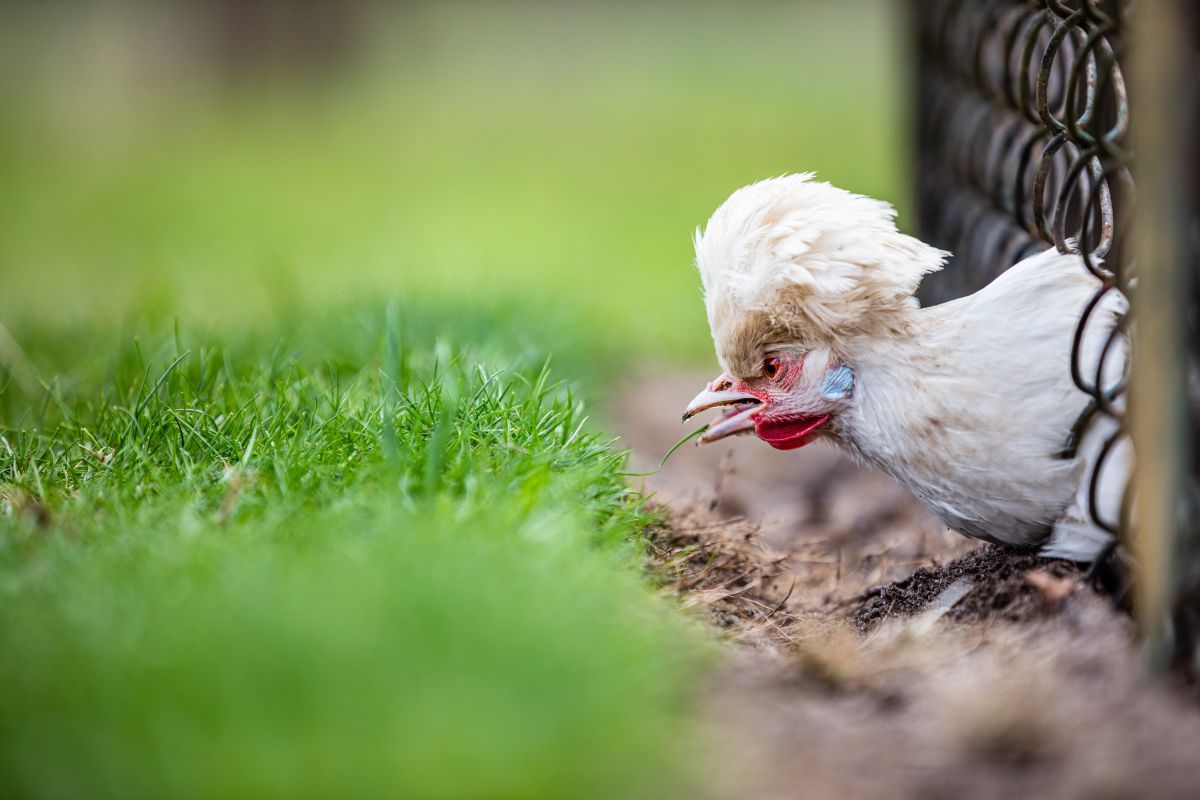 An adorable Sultan Chicken eating green grass through a fence,