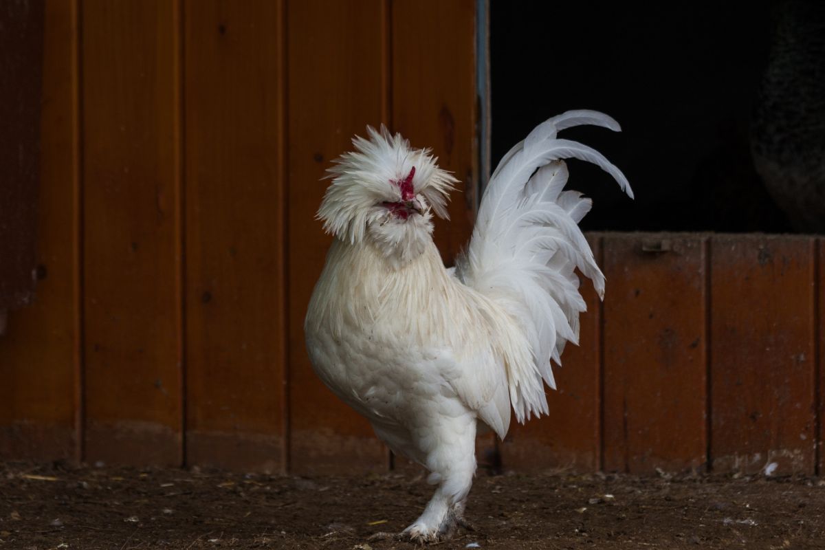 An adorable Sultan rooster near a chicken coop.