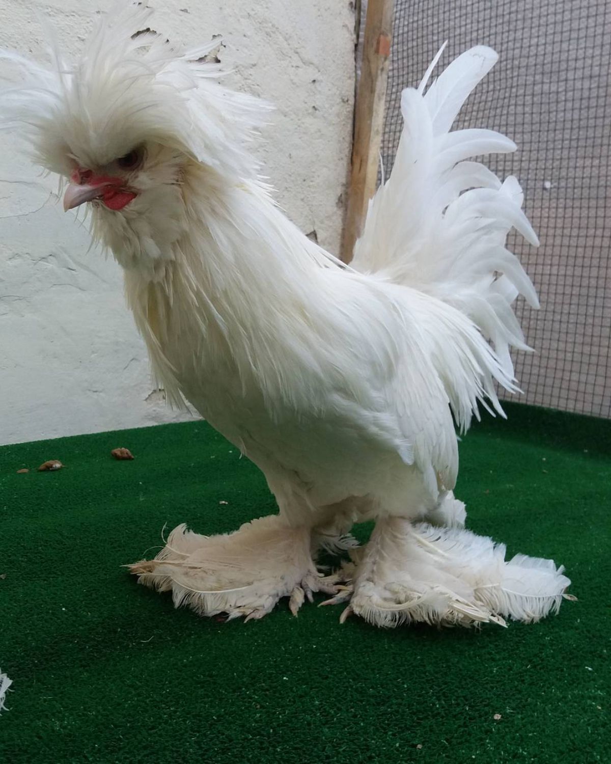 Adorable white Sultan chicken standing on a green floor.