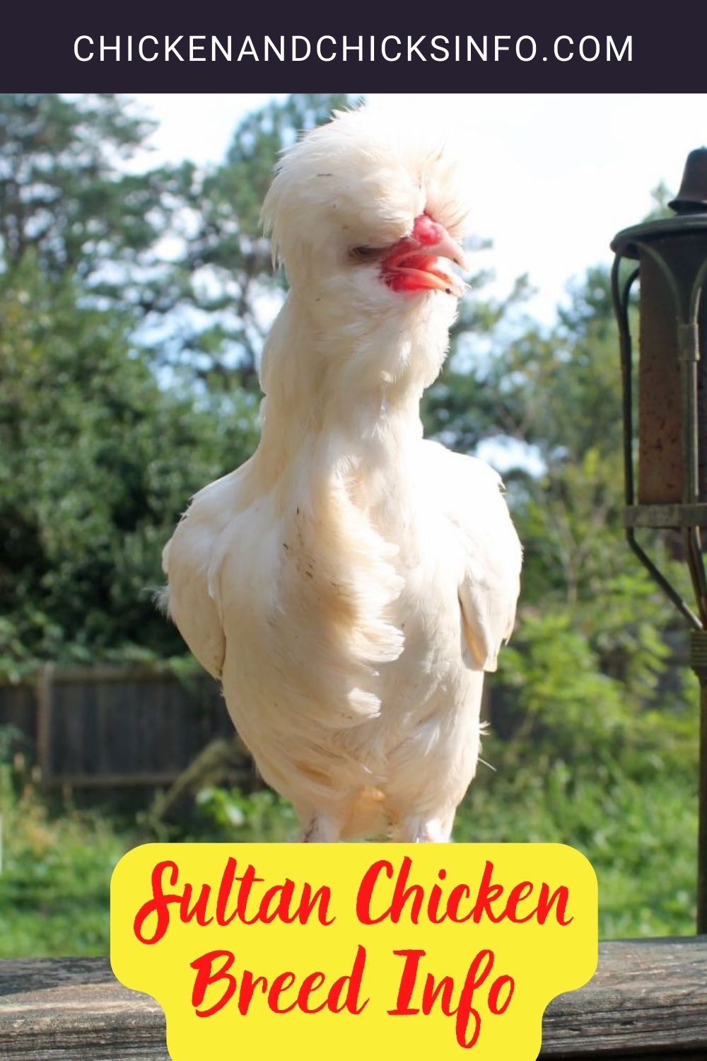 Sultan Chicken Breed Info pinterest image.