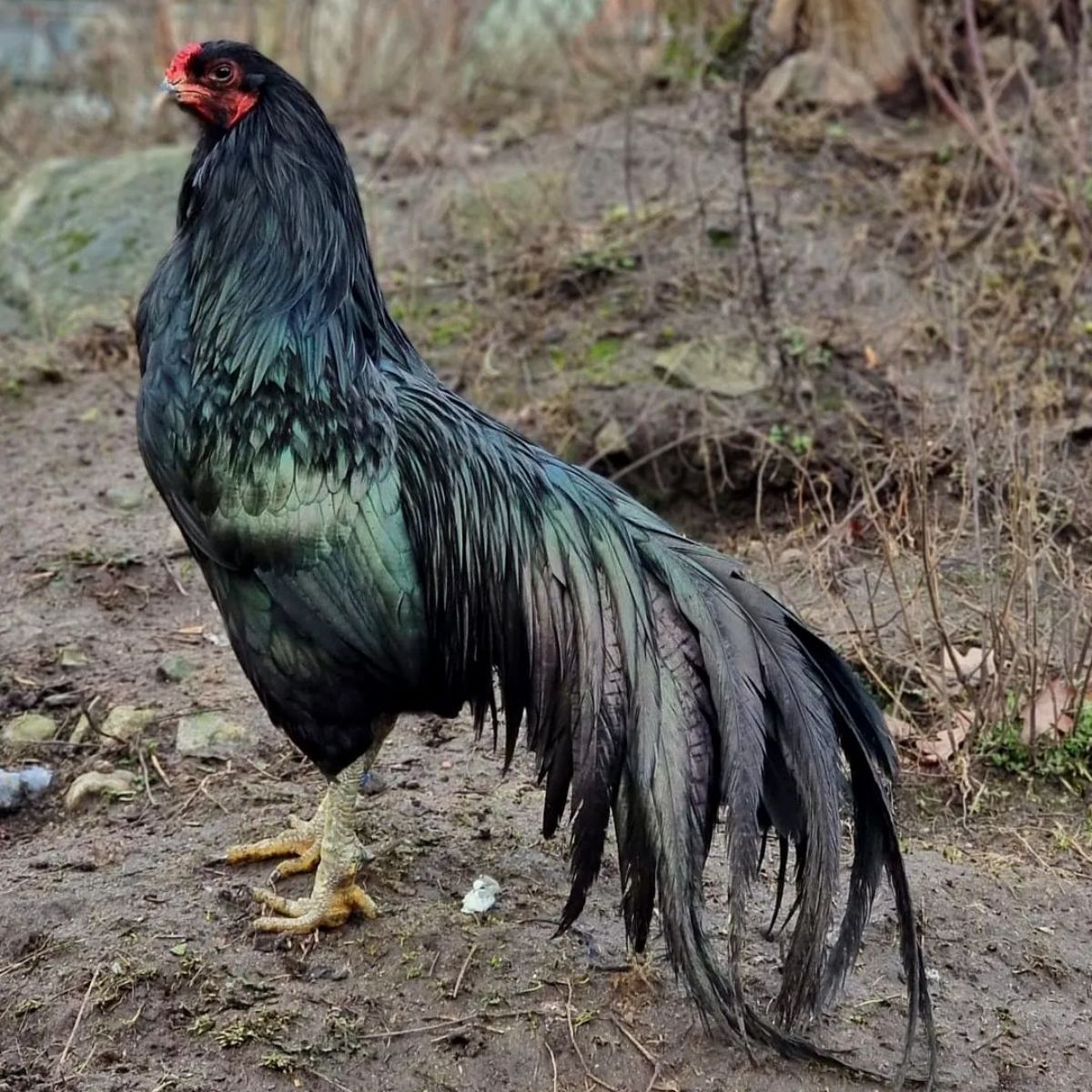 A beautiful black Sumatra rooster in a pile of soil.