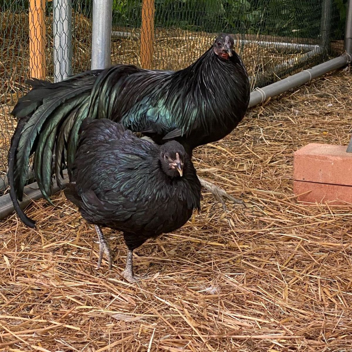 A beautiful Sumatra rooster and hen in a chicken coop.