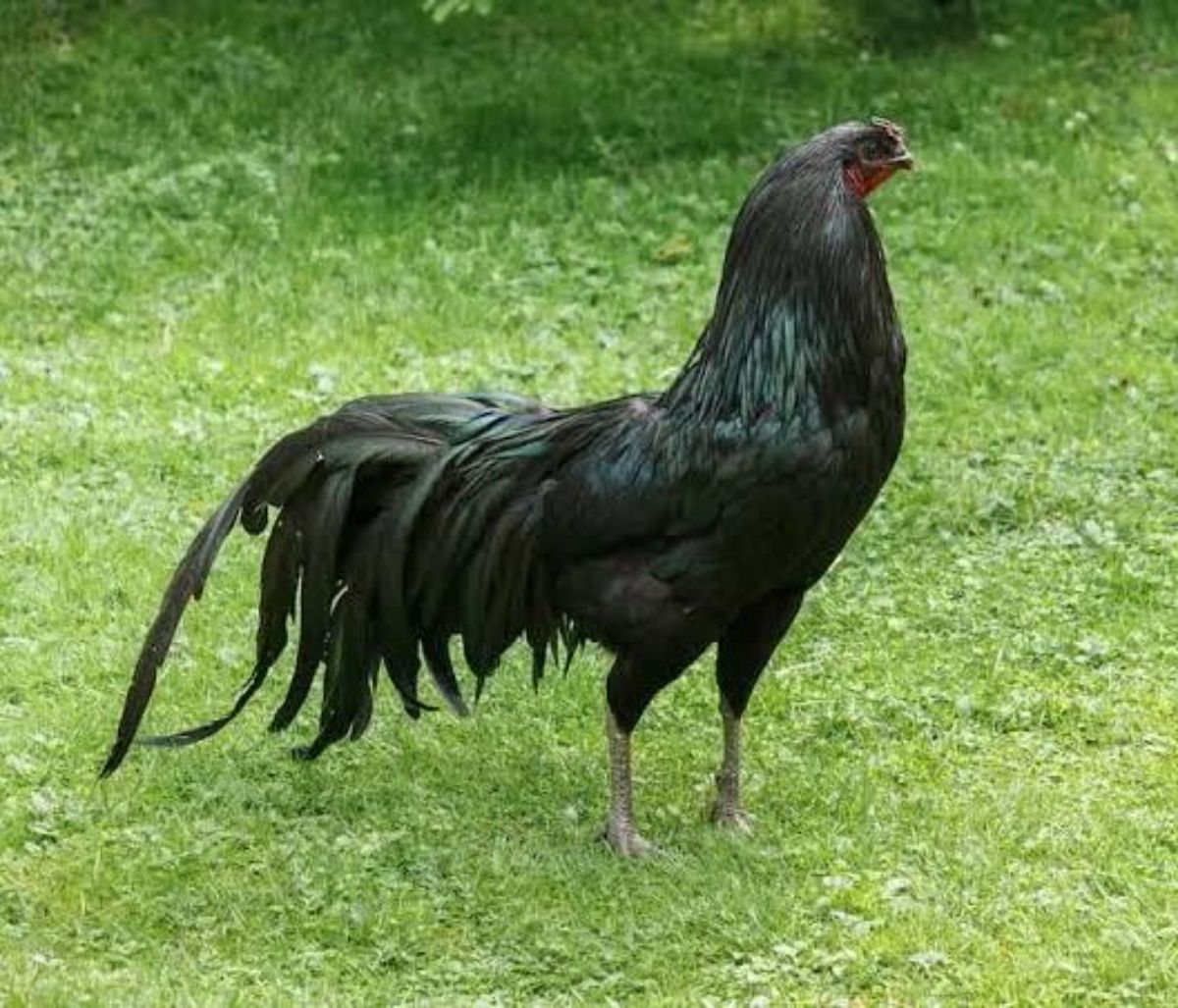 A beautiful black Sumatra rooster standing on a green lawn.