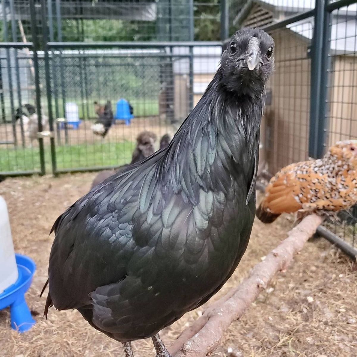 An adorable Sumatra hen perched on a rooster bar.