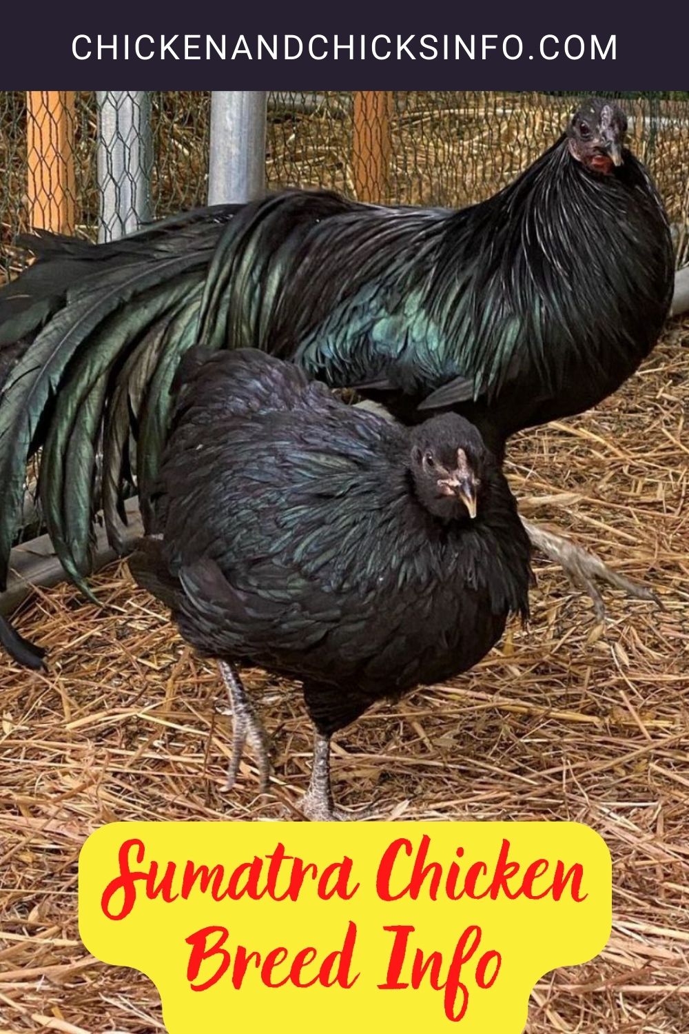 Sumatra Chicken Breed Info pinterest image.