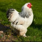 A beautiful white Sussex hen on a green pasture.