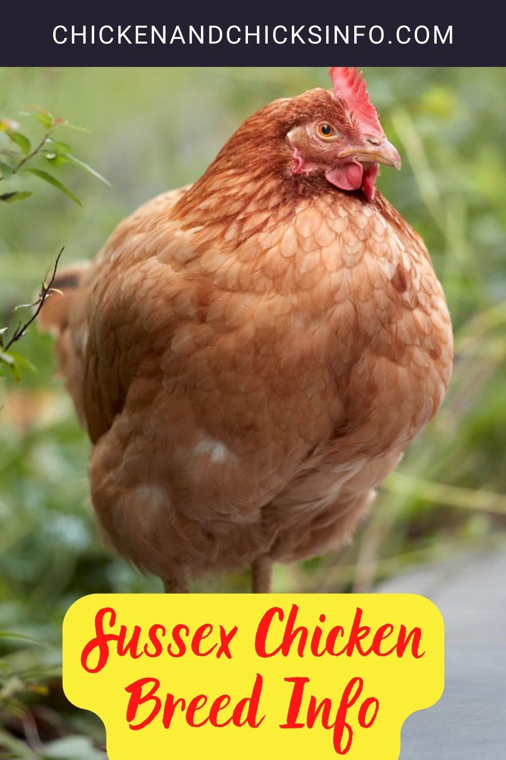 Sussex Chicken Breed Info + Where to Buy pinterest image.