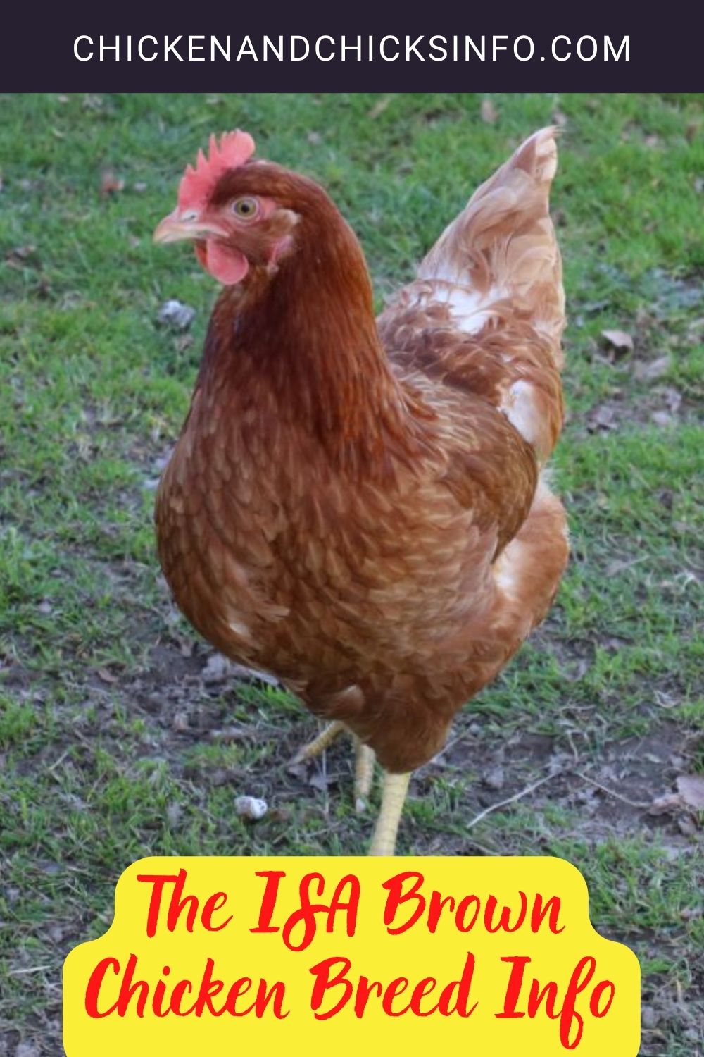 The ISA Brown Chicken Breed Info pinterest image.