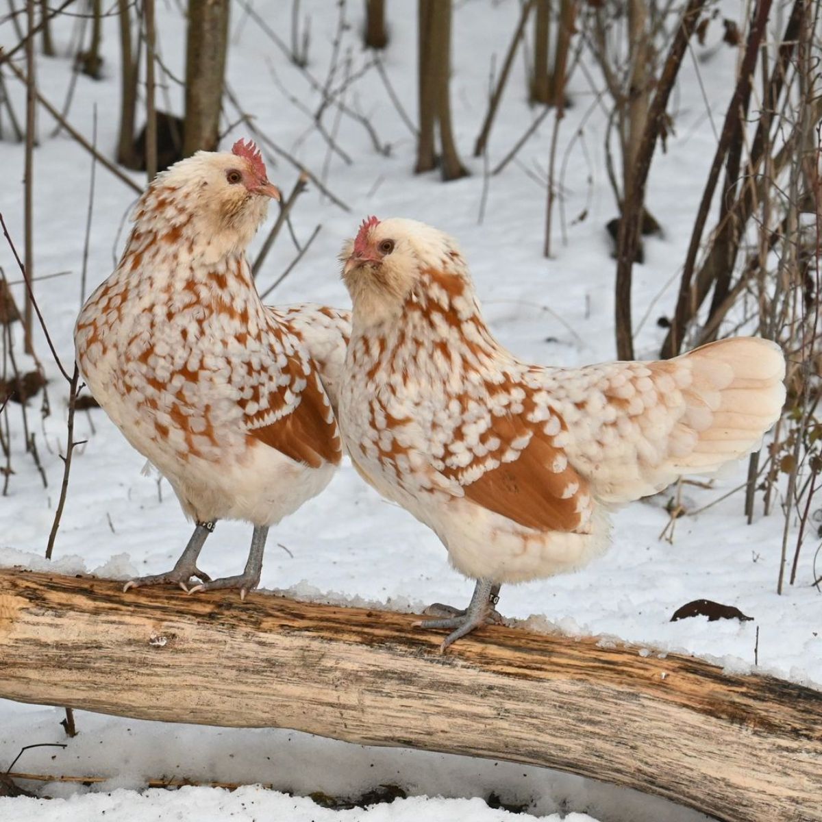 Two adorable speckled Thüringian hens perched on a wooden log.