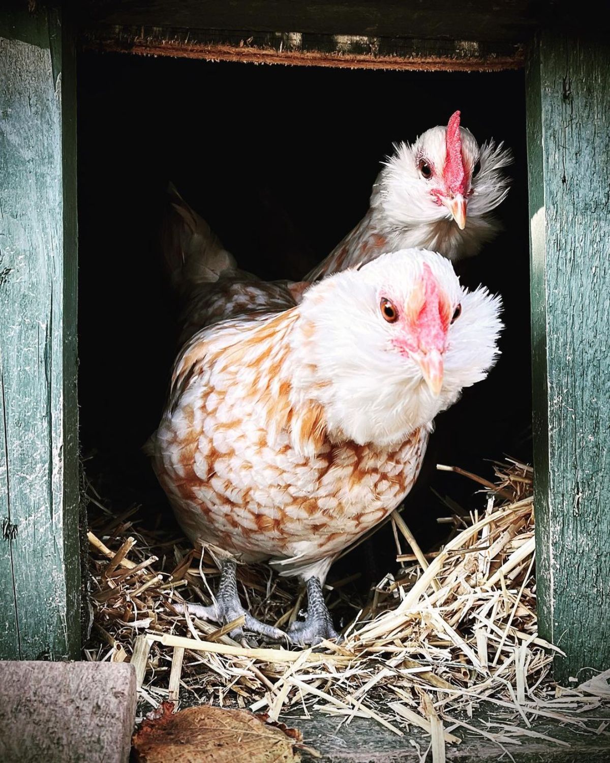 Two adorable speckled Thüringian hens coming out of a chicken coop.