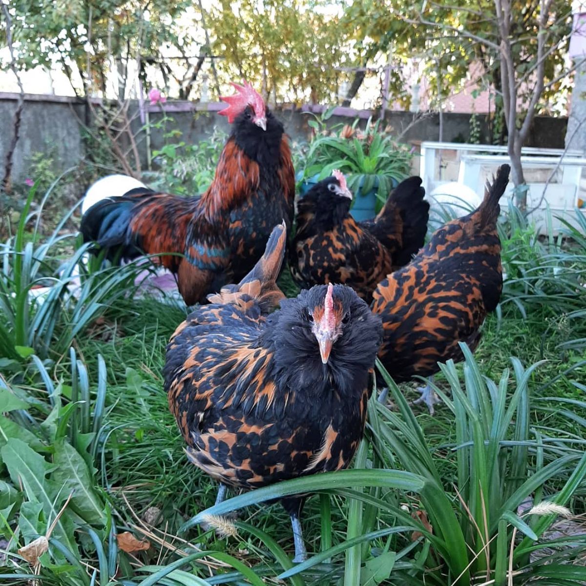 A Thüringian chicken flock in a backyard in tall grass.