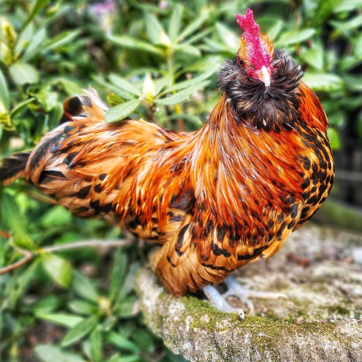 A beautiful Thüringian rooster perched on an old tree stump.