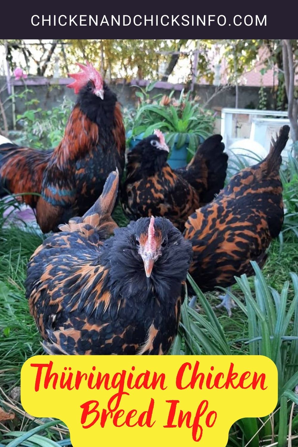 Thüringian Chicken Breed Info pinterest image.