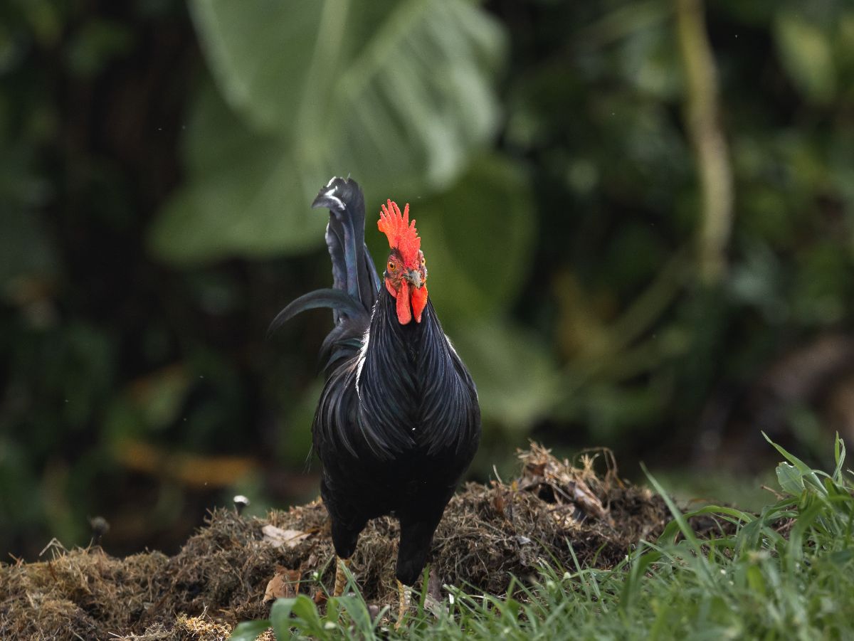 An adorable black Tomaru rooster in a backyard.