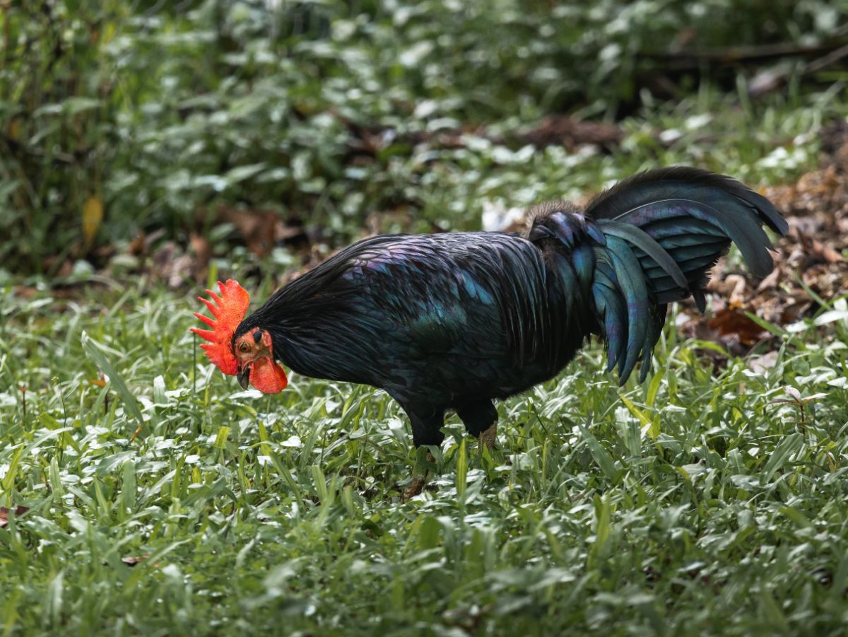 A beautiful black Tomaru rooster in a backyard pasture.