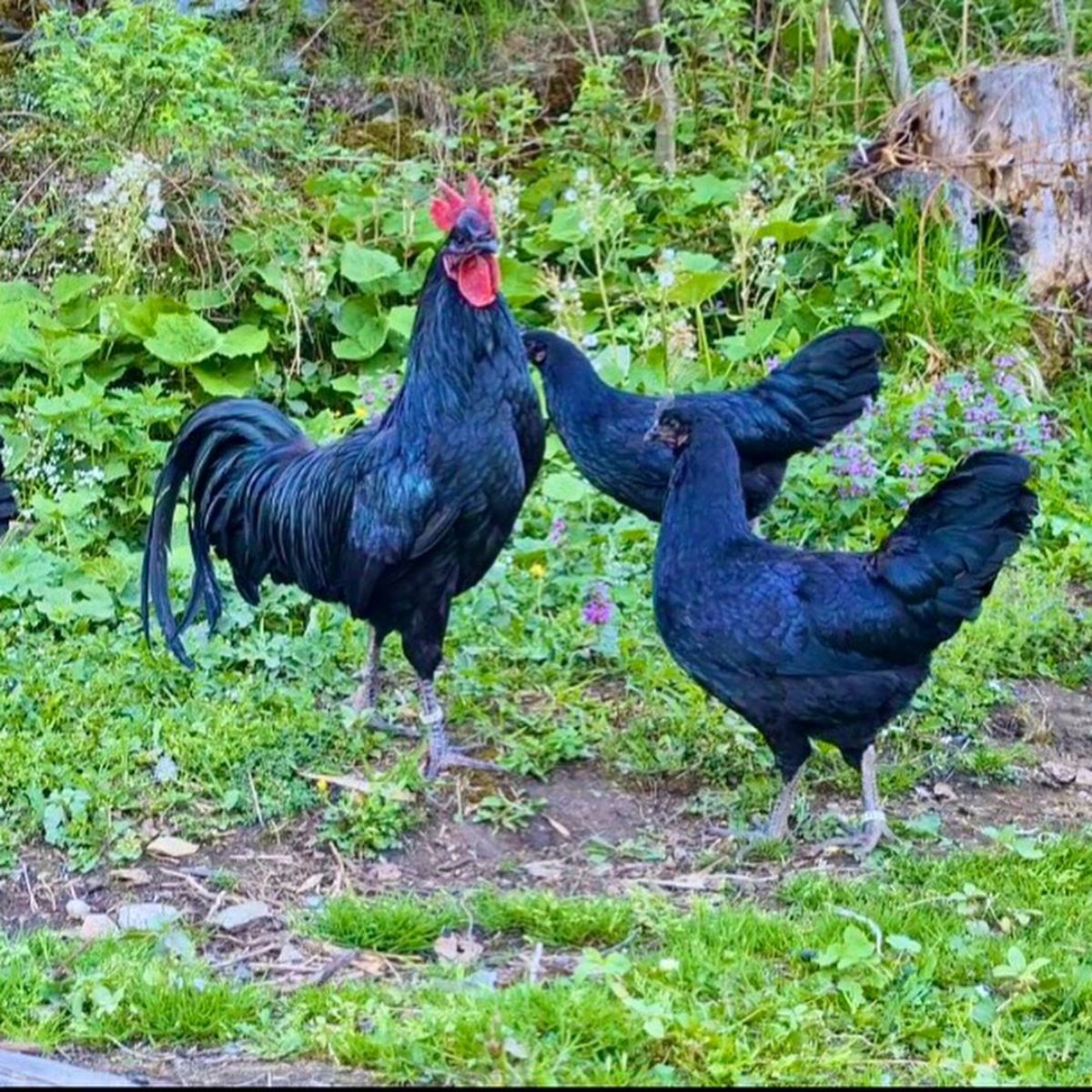 A Tomaru chicken flock in a backyard looking for food.
