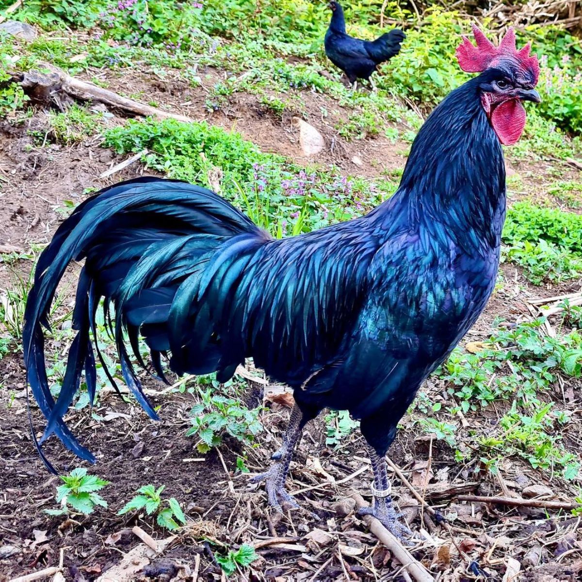 A beautiful black Tomaru rooster in a backyard.